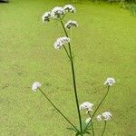 Valeriana dioica Blüte