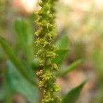 Stillingia sylvatica Flower