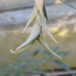 Tillandsia roseoscapa Leaf