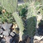 Opuntia macrorhiza Alkat (teljes növény)