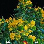 Senna siamea फूल
