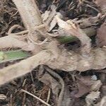 Salvia dorisiana Bark
