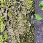 Rhamnus cathartica 樹皮