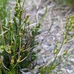 Thesium rostratum Fruit