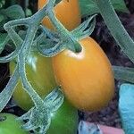 Solanum lycopersicum 果