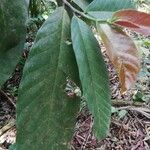 Treculia africana Leaf