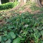 Cyperus laxus Yeri