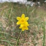 Narcissus assoanus Flower