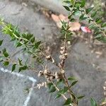 Melaleuca styphelioides Blad