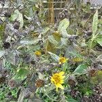 Helianthus decapetalus Цветок