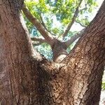 Cordyla africana Bark