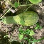 Cucurbita moschata 果實