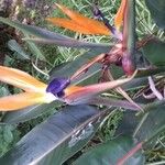 Strelitzia reginaeअन्य