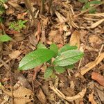 Celtis prantlii Hoja