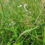 Ocimum filamentosum Flower