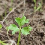 Ranunculus sardous Leaf