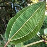 Blakea maurofernandeziana Leaf