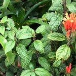 Scutellaria costaricana অভ্যাস