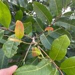 Cupaniopsis anacardioides Blatt