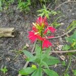 Lobelia cardinalisFlower