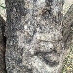 Strychnos spinosa 樹皮