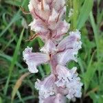Orobanche crenata फूल