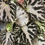 Begonia imperialis Hoja