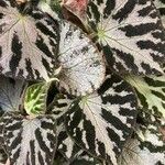 Begonia imperialis Leaf