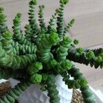 Crassula perforata Fulla