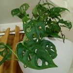 Monstera adansoniiЛіст