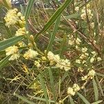 Acacia suaveolens Flower