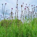 Cirsium canum Blüte