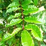 Zanthoxylum caribaeum Blad