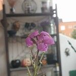 Matthiola incanaFlower