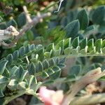 Astragalus incanus Leaf