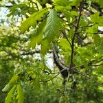 Quercus × rosacea Hoja