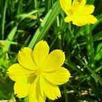 Cosmos sulphureusBlomma