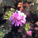 Pelargonium graveolens Λουλούδι