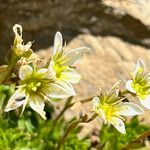 Saxifraga praetermissa Flower