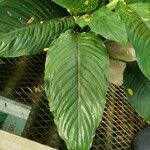 Spathiphyllum phryniifolium List