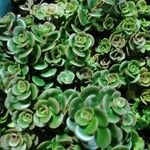 Sedum makinoi Blatt