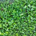 Hydrocotyle verticillata 整株植物