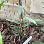 Epidendrum ibaguense Levél
