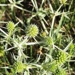 Eryngium creticum ফুল