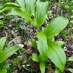 Polygonatum latifolium 形態