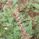 Amaranthus deflexus Flower