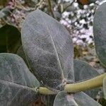 Calotropis procera Feuille