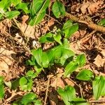 Maianthemum bifolium ফুল