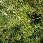 Salix rosmarinifolia Blatt