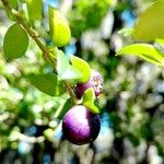 Rhaphithamnus spinosus Fruit